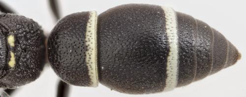 Stenodynerus picticrus